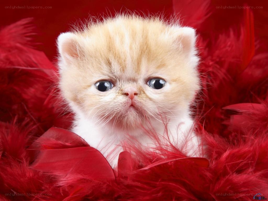 fluffy kitten on red feathers