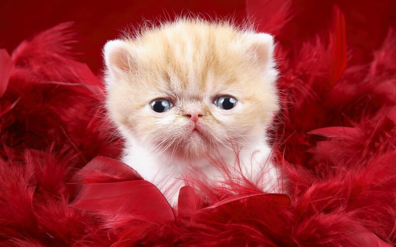 fluffy kitten on red feathers