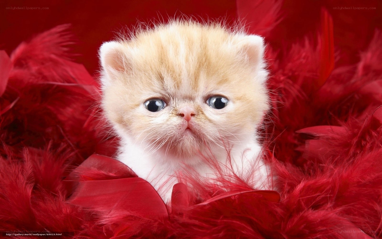 fluffy kitten on red feathers