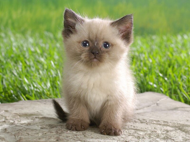 Fluffy Kitten on Rock — Beige