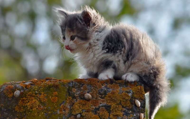 Fluffy Kitten on Rock — Gray, Calm