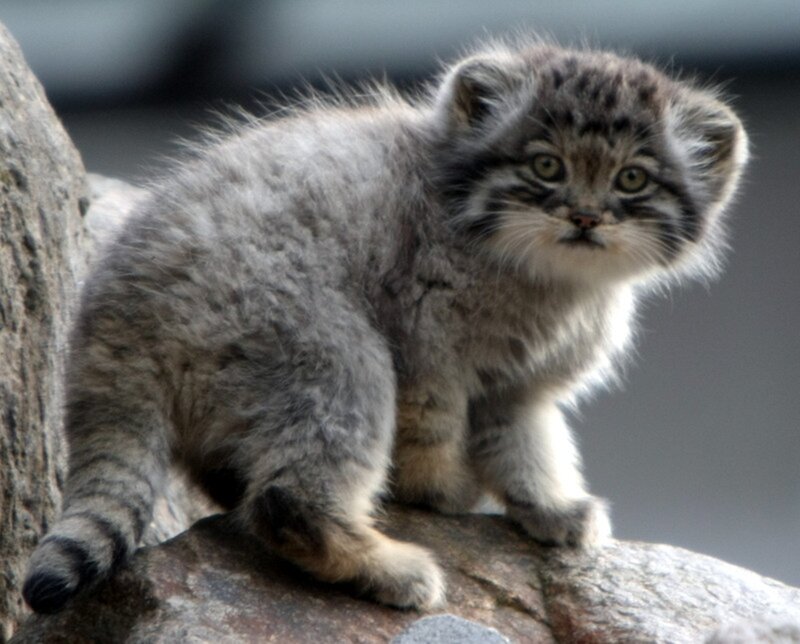 Fluffy Kitten on Rock — Gray