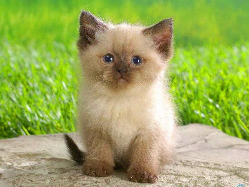 Fluffy Kitten on Rock — Green