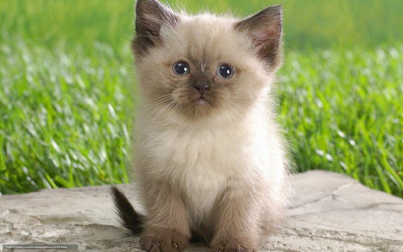 Fluffy Kitten on Rock — White, Calm