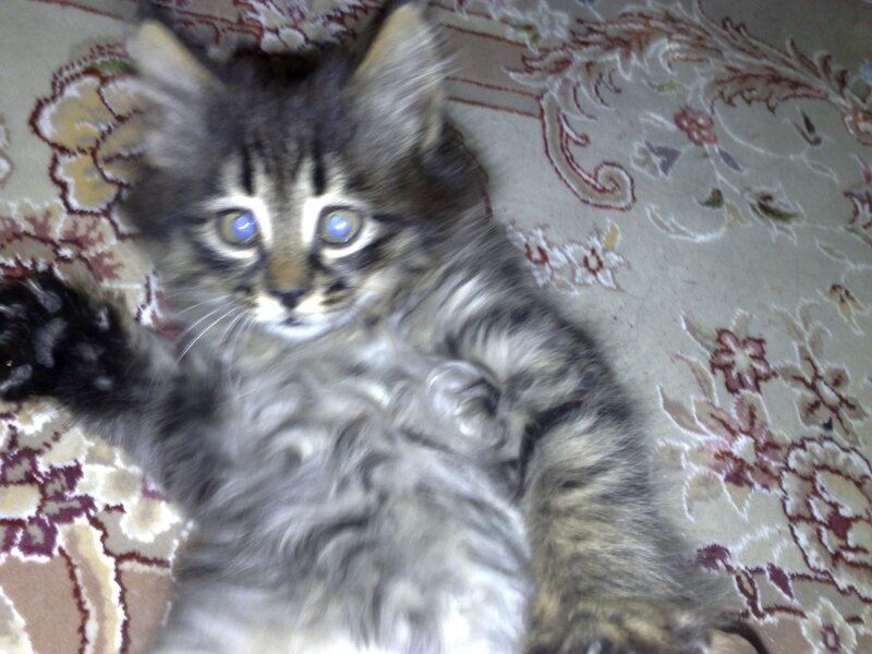 fluffy kitten on rug
