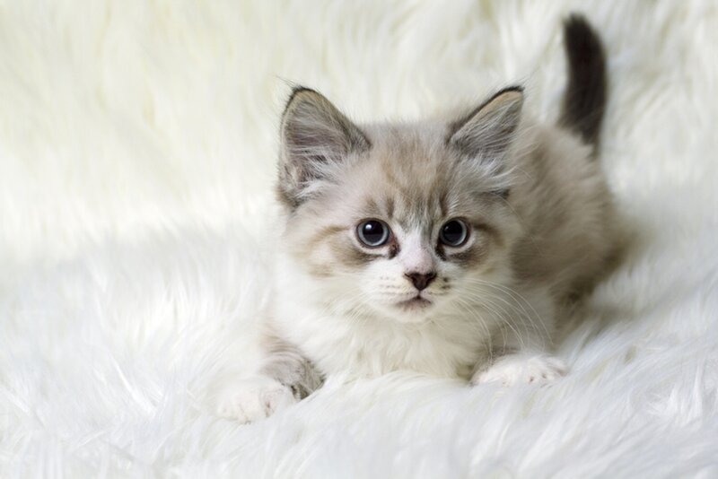 Fluffy Kitten on Rug — White