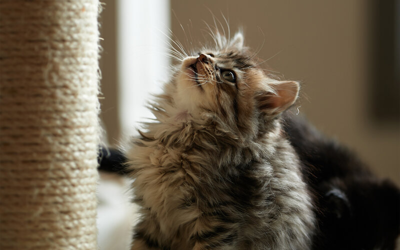 Fluffy Kitten on Scratching Post — Brown