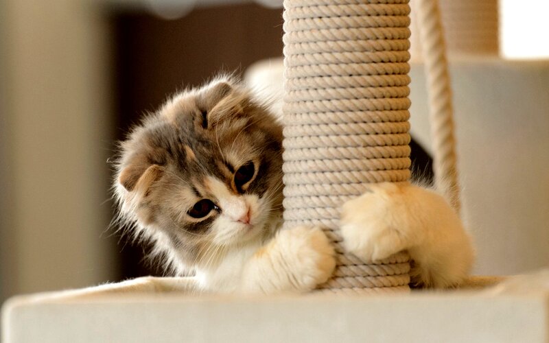Fluffy Kitten on Scratching Post — Gray