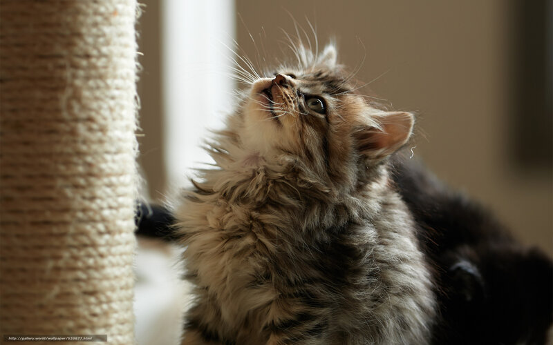 fluffy kitten on scratching post
