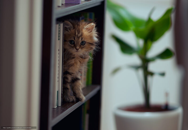 Fluffy Kitten on Shelf — Brown, Curious