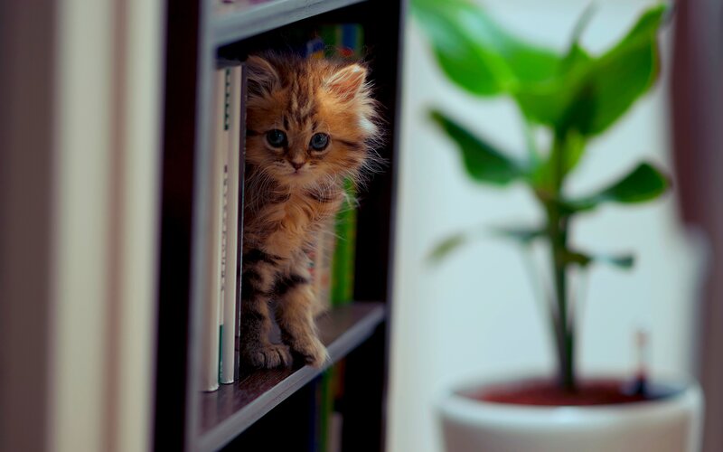 Fluffy Kitten on Shelf