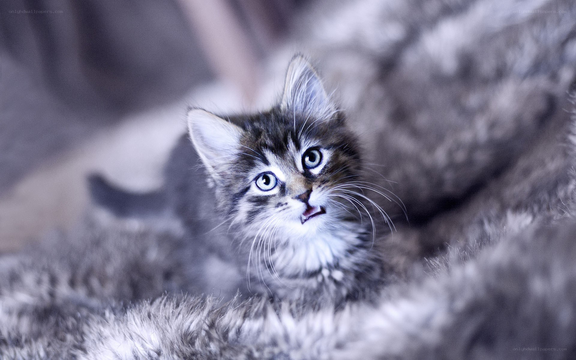 fluffy kitten on soft blanket