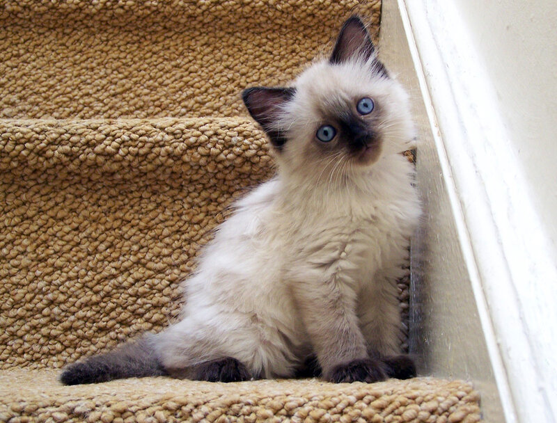 Fluffy Kitten on Stairs