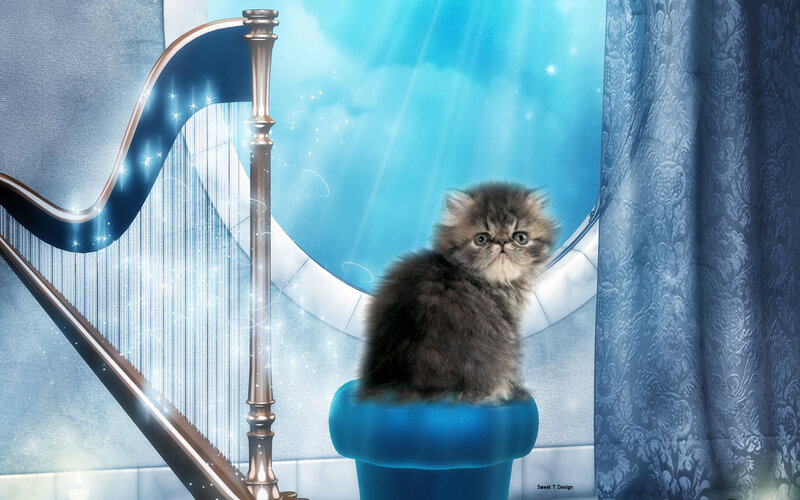Fluffy Kitten on Stool
