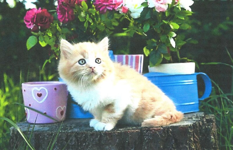 Fluffy Kitten on Stump
