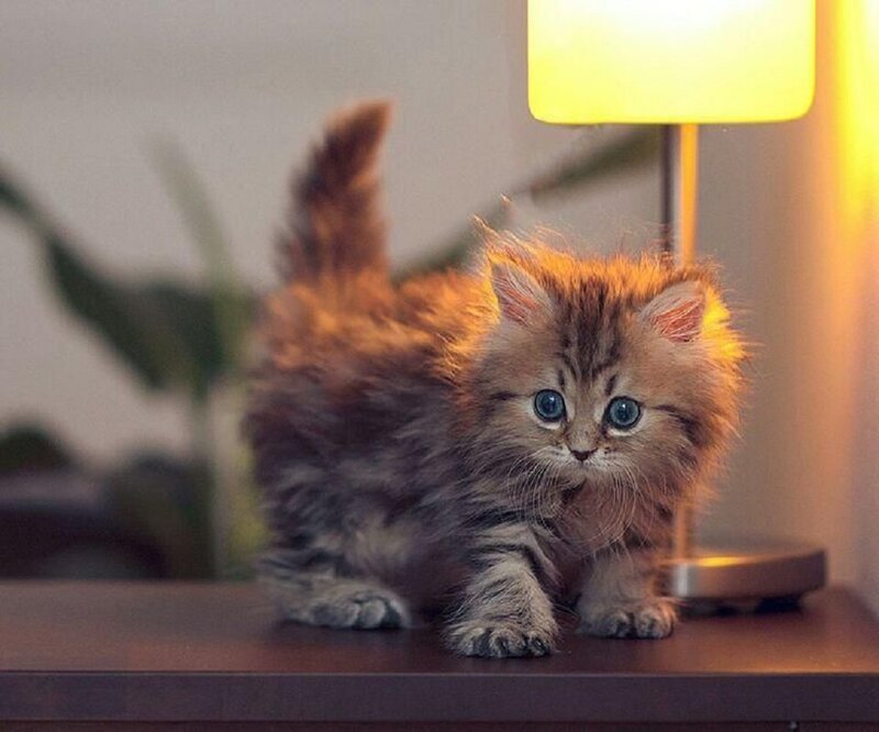 Fluffy Kitten on Table — Brown, Calm, Night, Photograph, Lamp