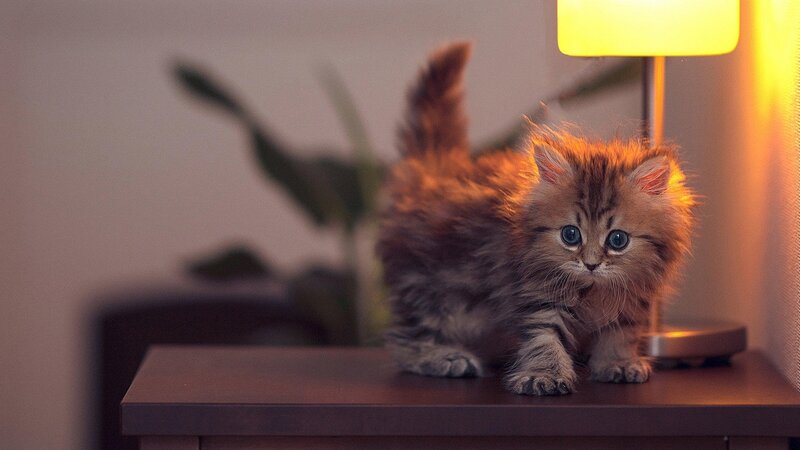 Fluffy Kitten on Table — Brown, Calm, Night, Photograph