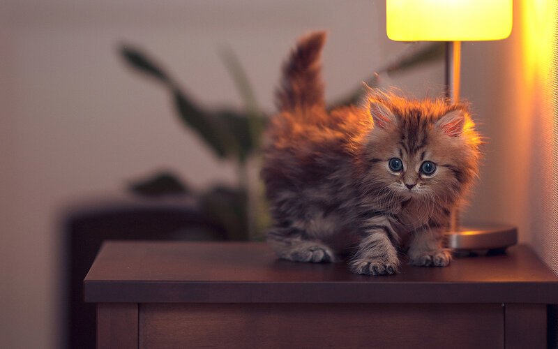 Fluffy Kitten on Table — Brown, Calm, Night