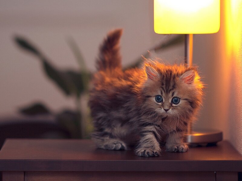 Fluffy Kitten on Table — Brown, Calm
