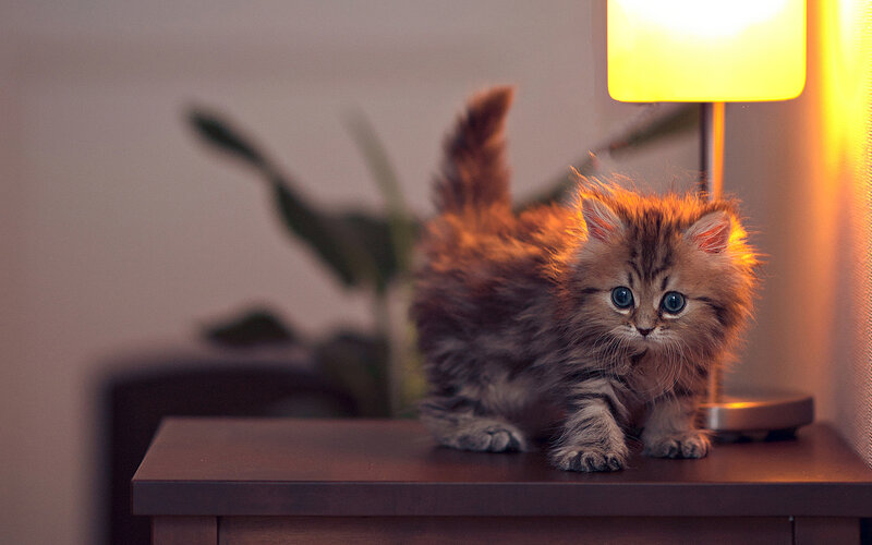 Fluffy Kitten on Table — Brown