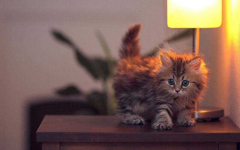 Fluffy Kitten on Table — Calm