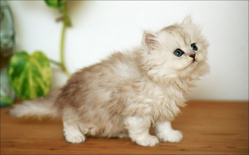 Fluffy Kitten on Table