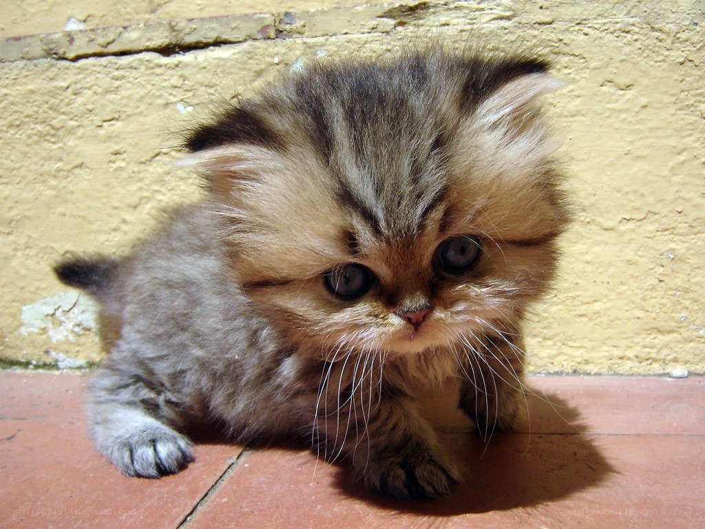 fluffy kitten on tiled floor