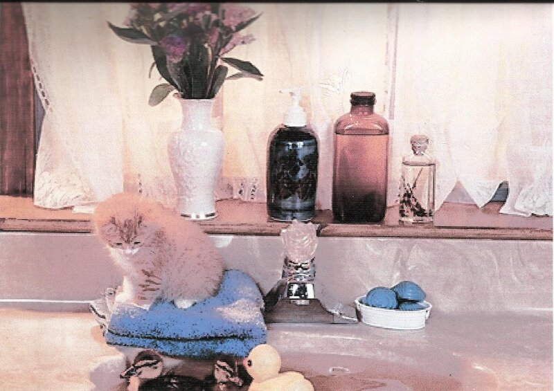 Fluffy Kitten on Towel