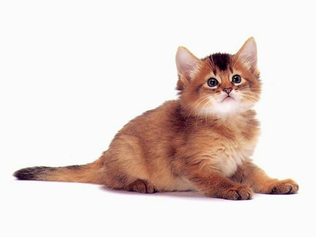 fluffy kitten on white background