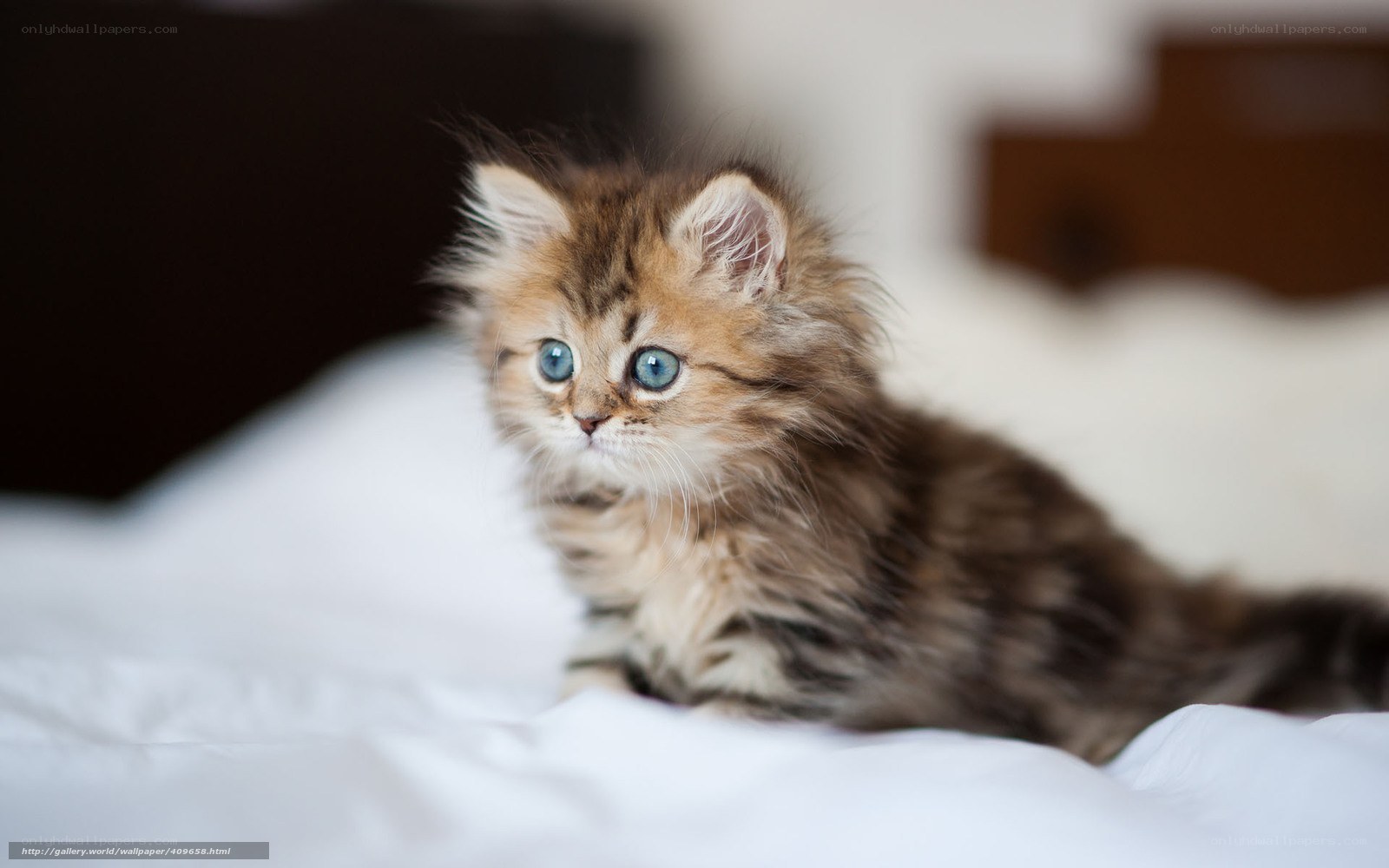fluffy kitten on white bed