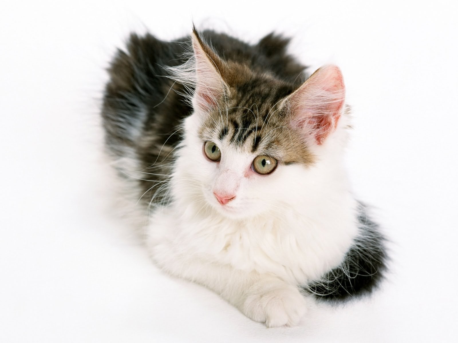 fluffy kitten on white
