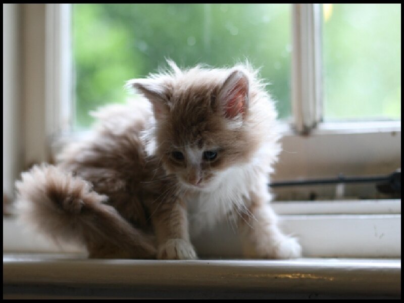 fluffy kitten on windowsill