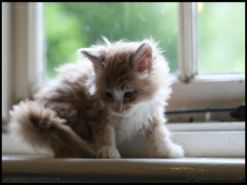 fluffy kitten on windowsill