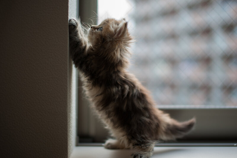 Fluffy Kitten on Windowsill — Brown