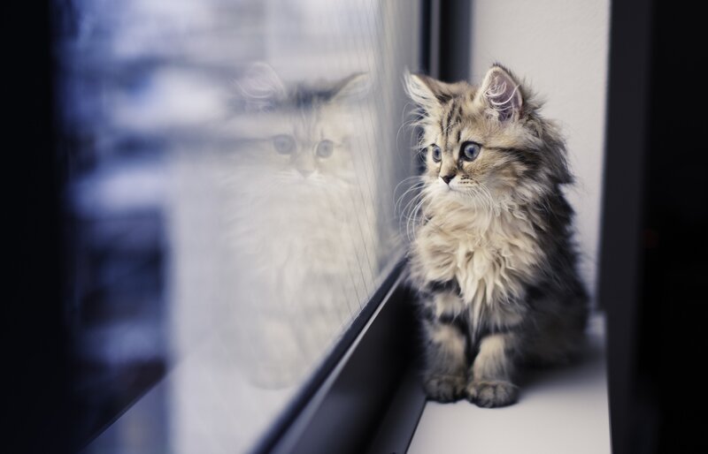 Fluffy Kitten on Windowsill — Gray