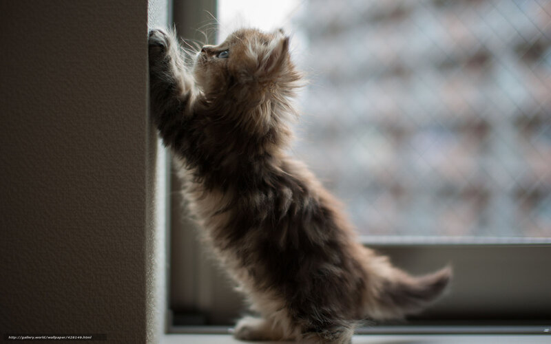 fluffy kitten on windowsill