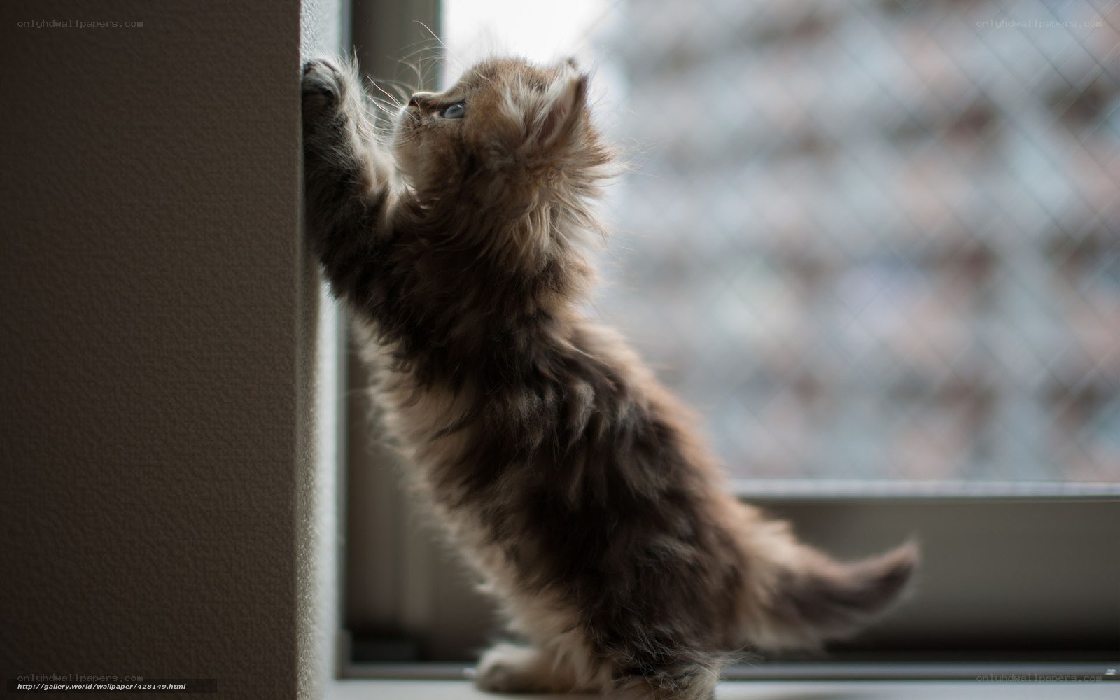 fluffy kitten on windowsill