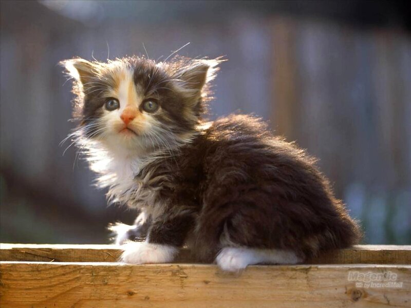 Fluffy Kitten on Wood — Brown