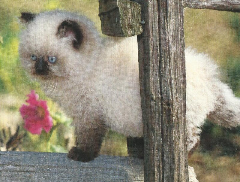 Fluffy Kitten on Wood — White