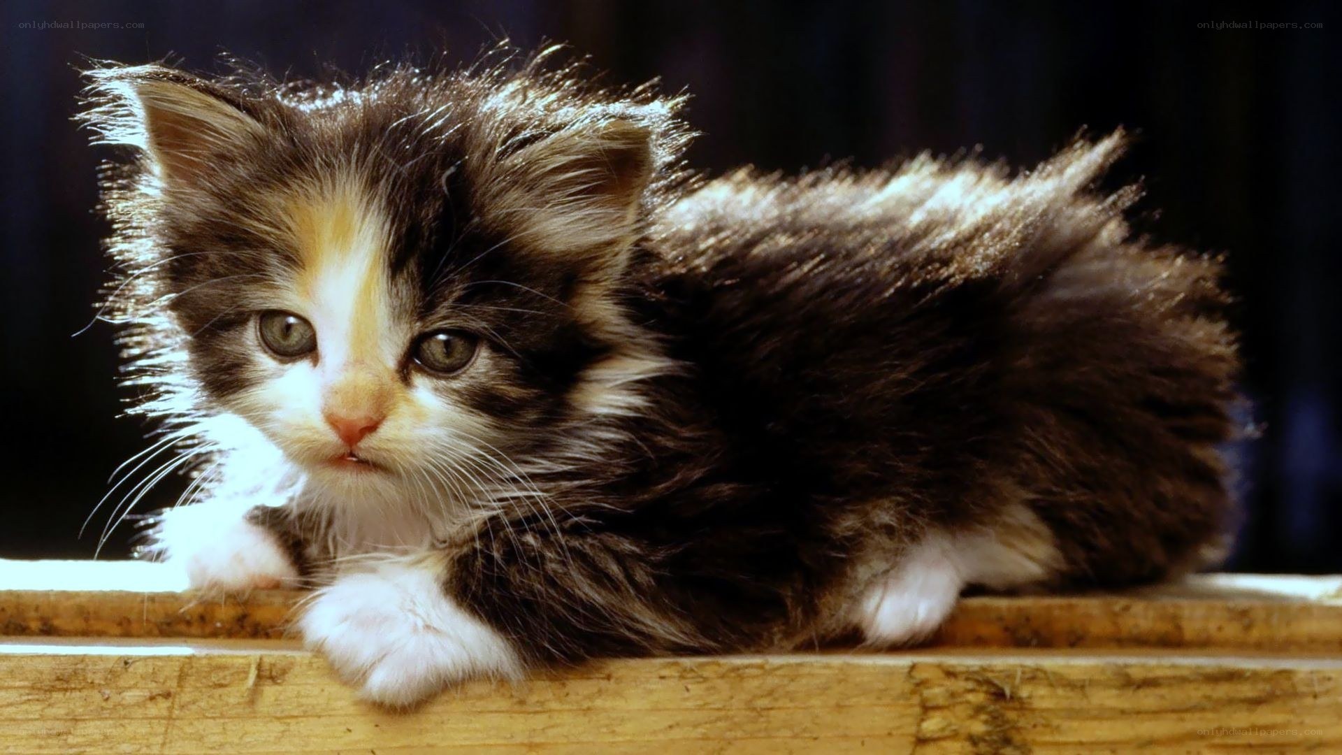 fluffy kitten on wood