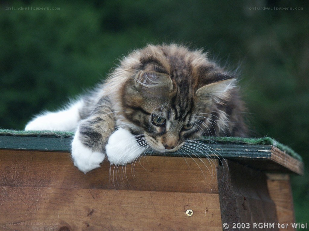 fluffy kitten on wooden box