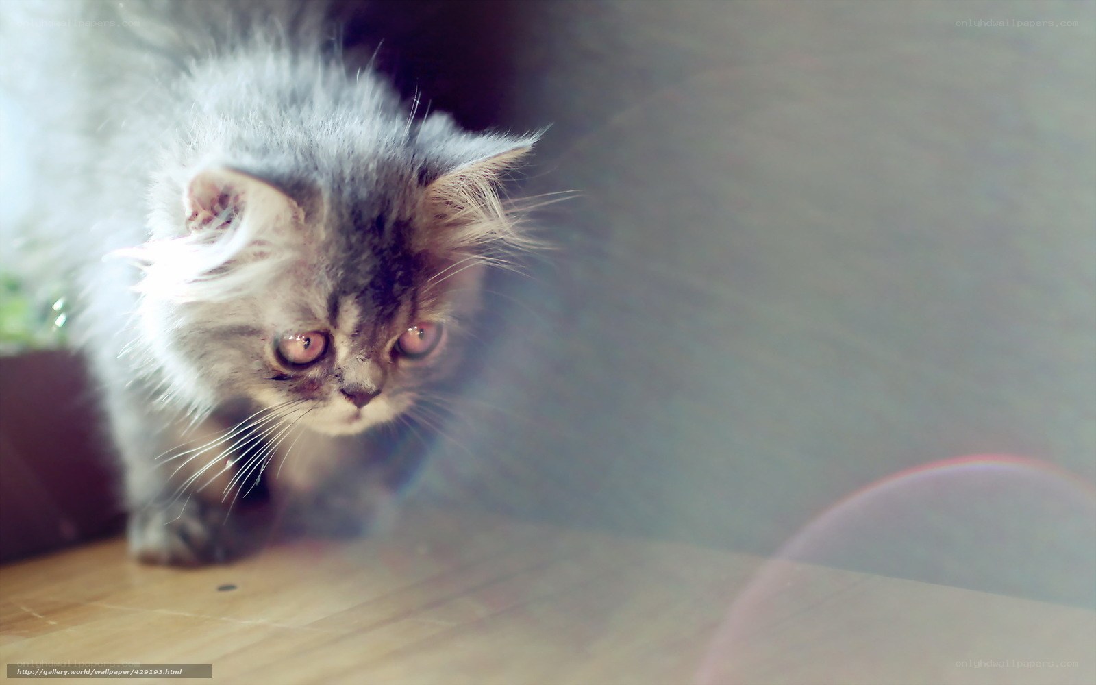 fluffy kitten on wooden floor