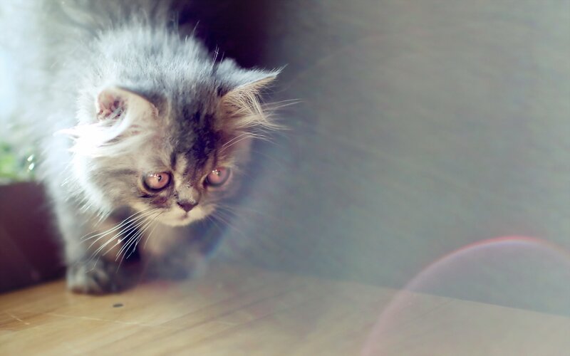 fluffy kitten on wooden floor