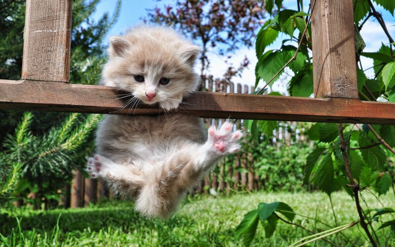 fluffy kitten on wooden rail