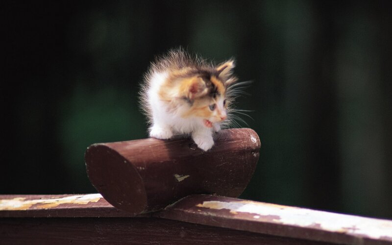 fluffy kitten on wooden rail