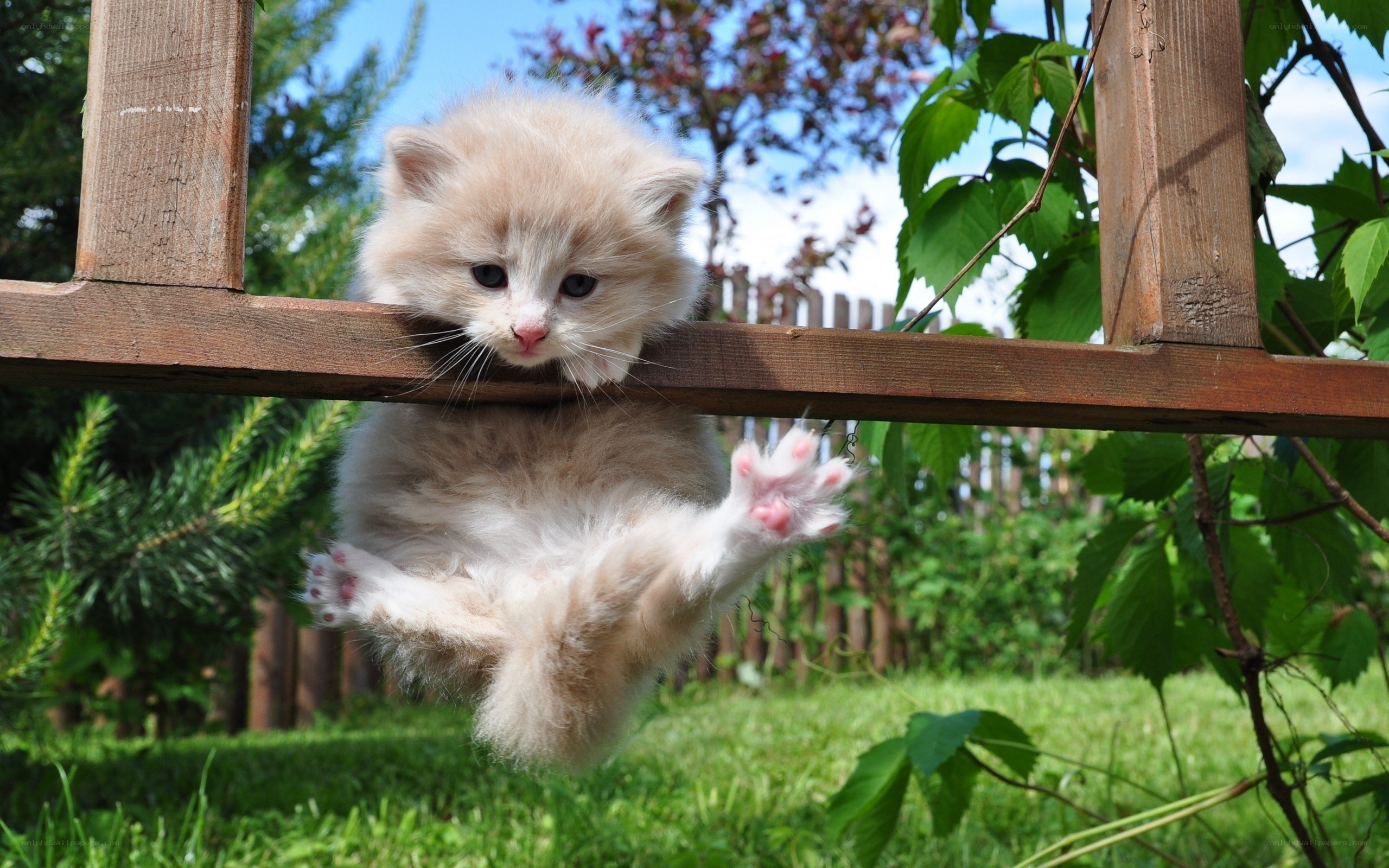 Fluffy kitten on wooden rail