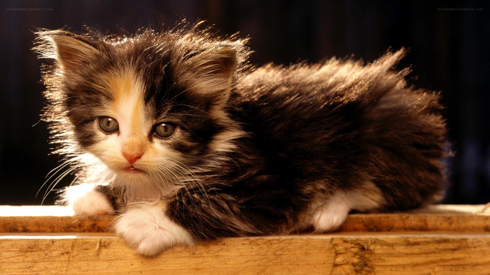 fluffy kitten on wooden surface