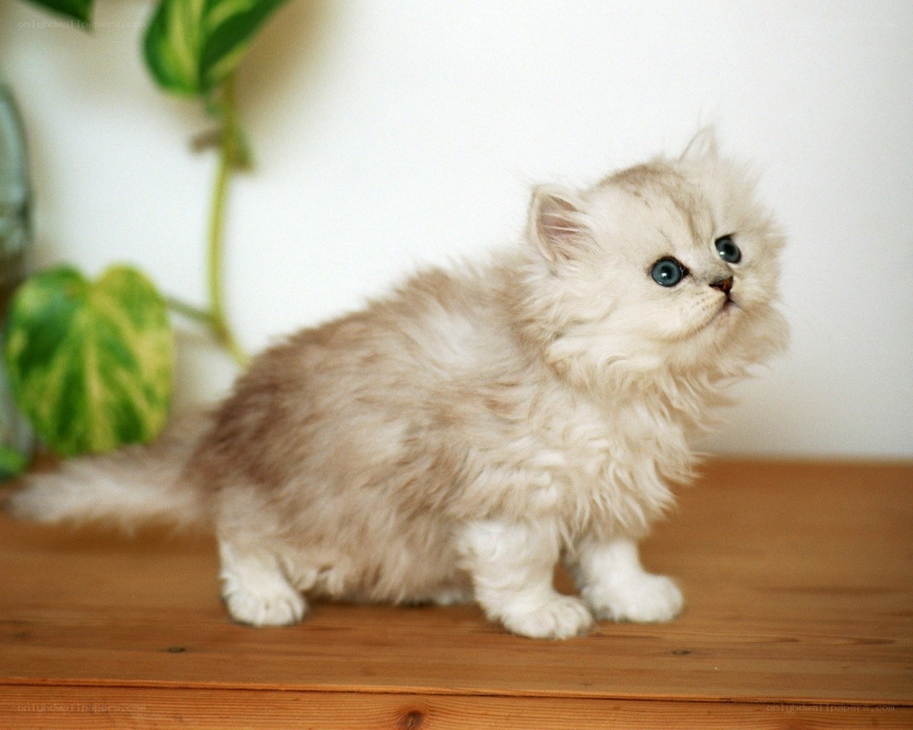 fluffy kitten on wooden surface
