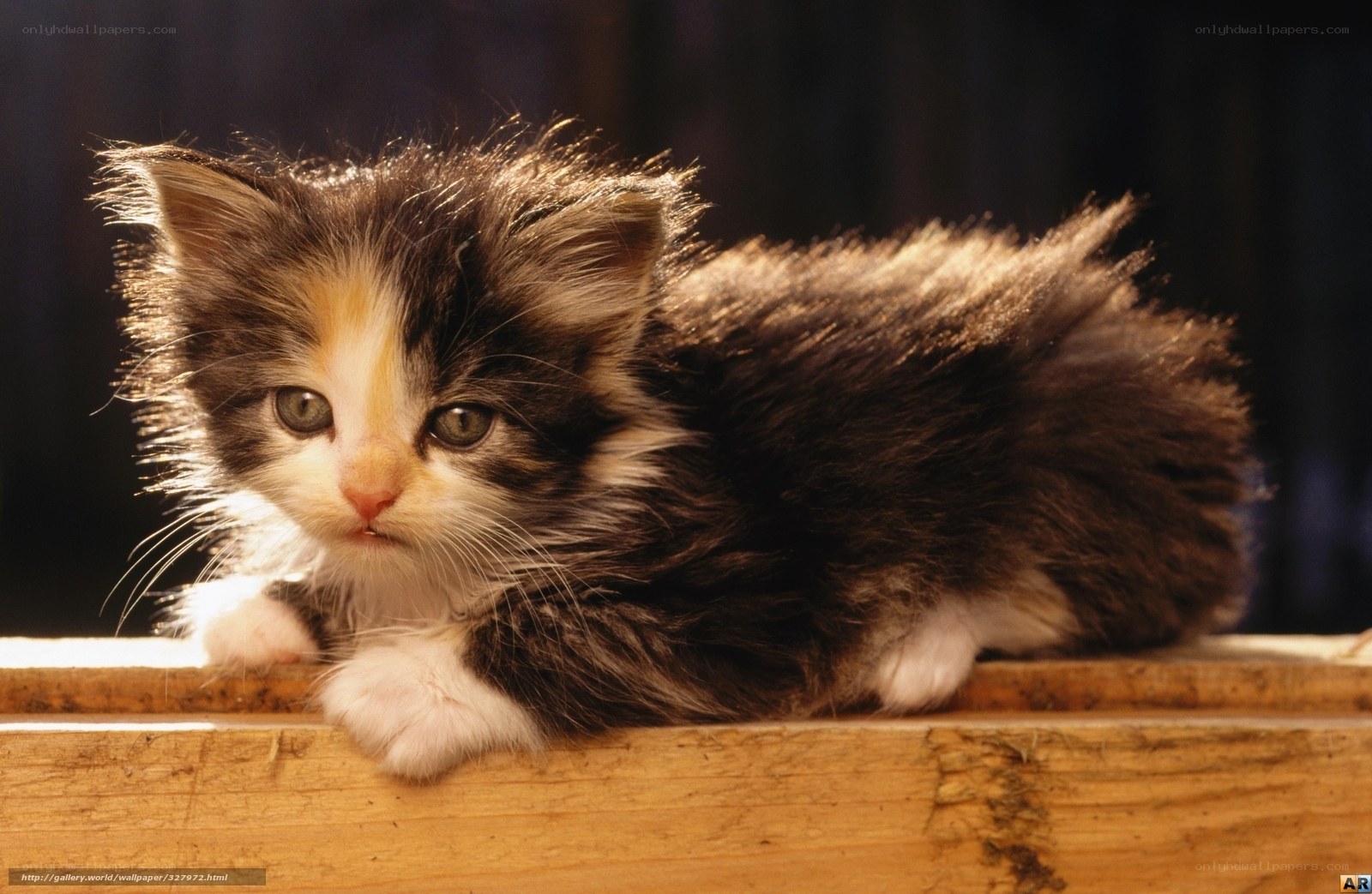 fluffy kitten on wooden surface