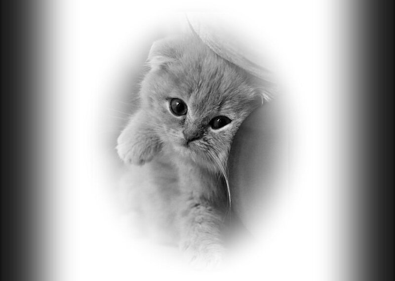 Fluffy Kitten Peeking — Black